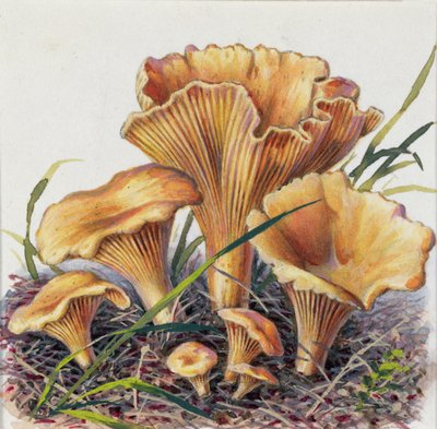 Studio di funghi da Josef Fleischmann